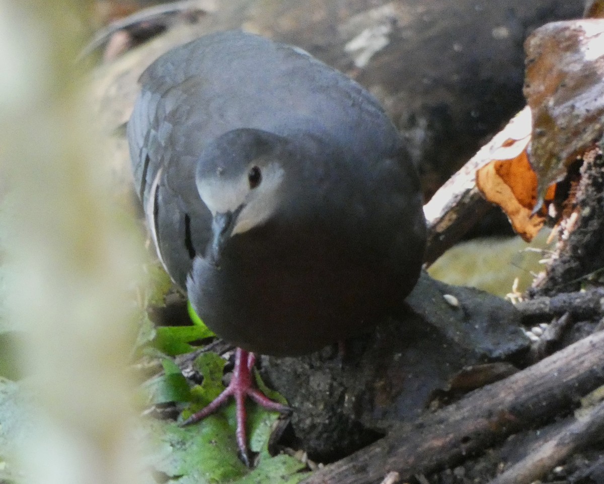 Maroon-chested Ground Dove - ML640159817