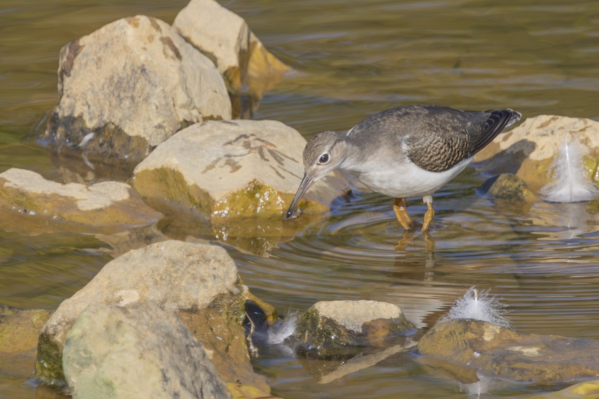 Spotted Sandpiper - ML640159818