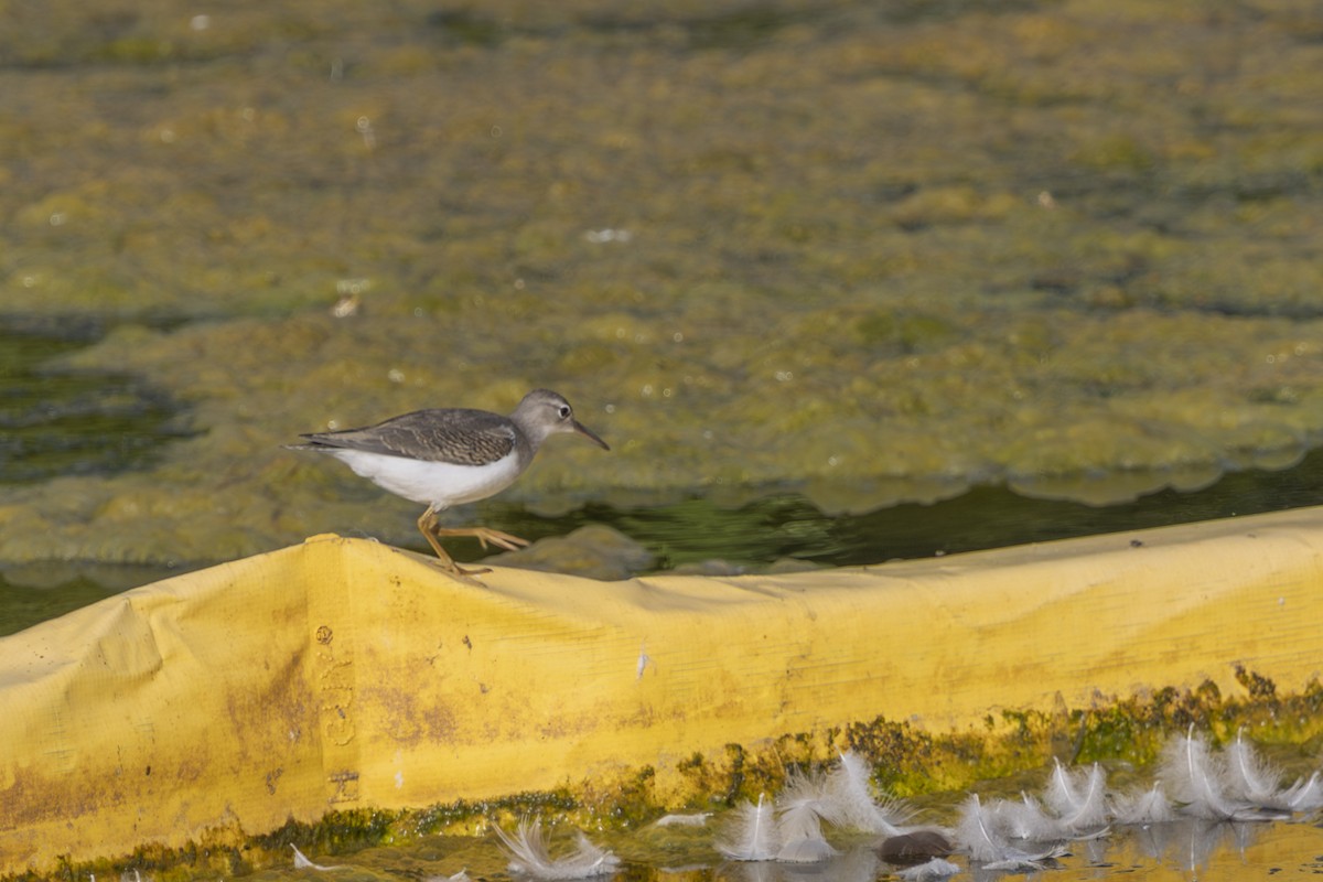 Spotted Sandpiper - ML640159819