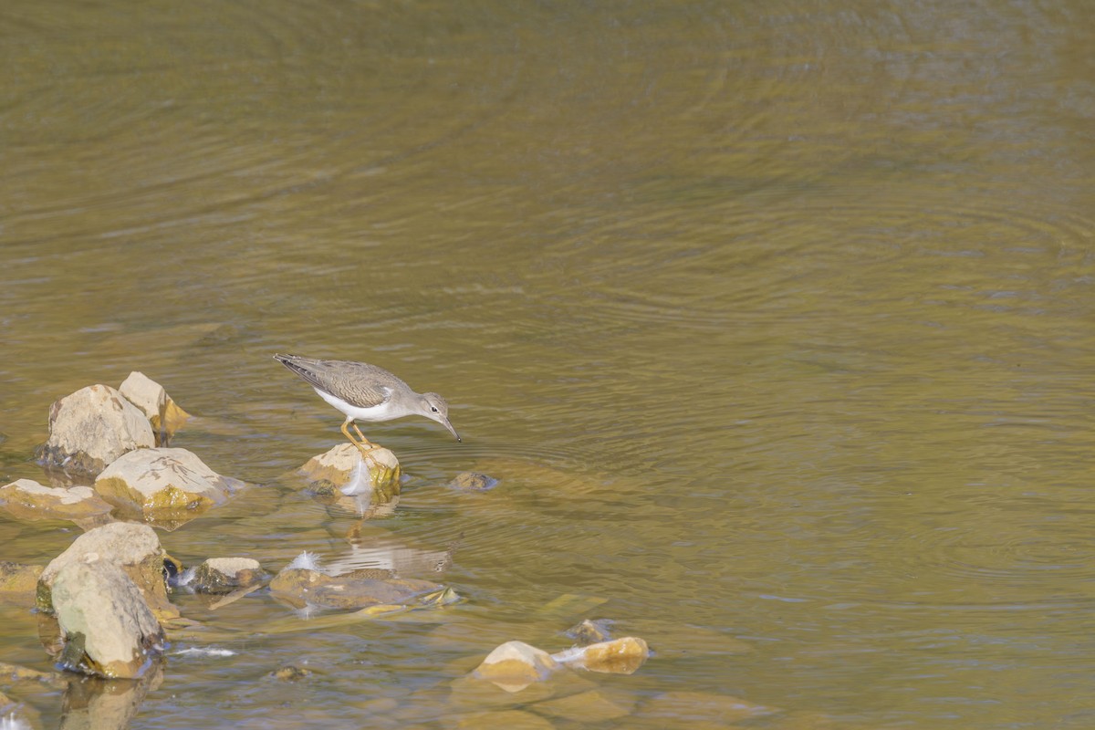 Spotted Sandpiper - ML640159820