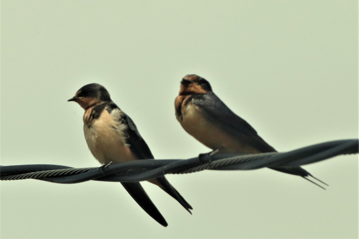 Barn Swallow - ML640159826