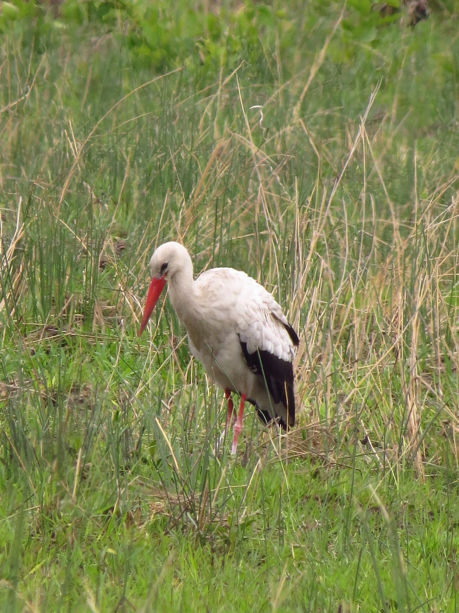 Cigogne blanche - ML640159841
