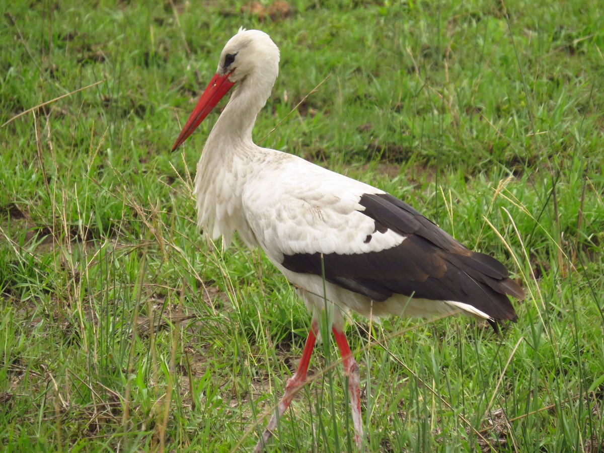 Cigogne blanche - ML640159843