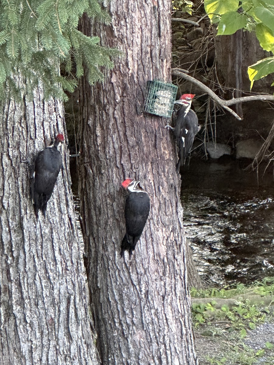 Pileated Woodpecker - ML640159850