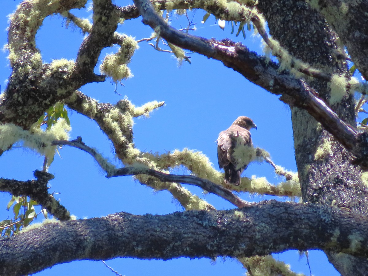 Hawaiian Hawk - ML640159881