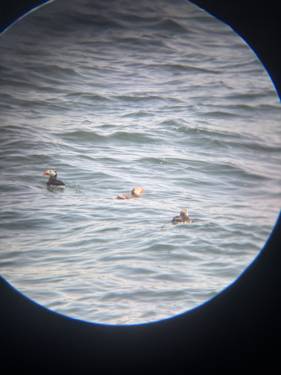 Atlantic Puffin - ML640159885