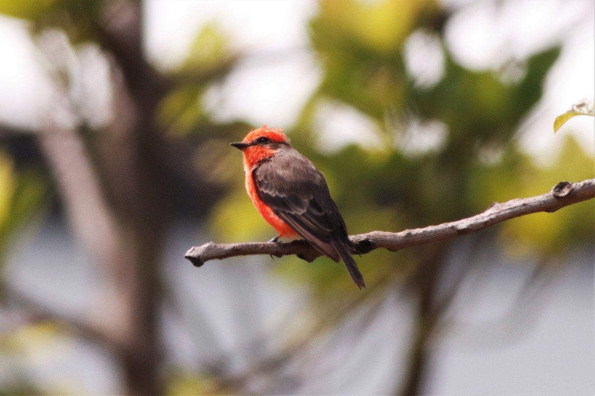 Vermilion Flycatcher - ML640159887