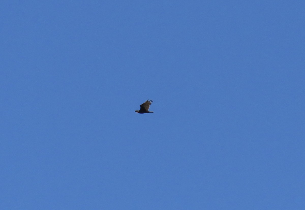 Turkey Vulture - ML640159892