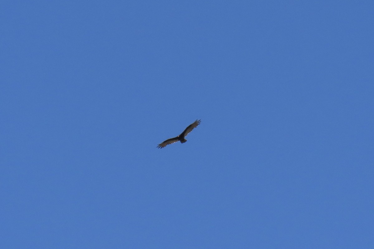 Turkey Vulture - ML640159894