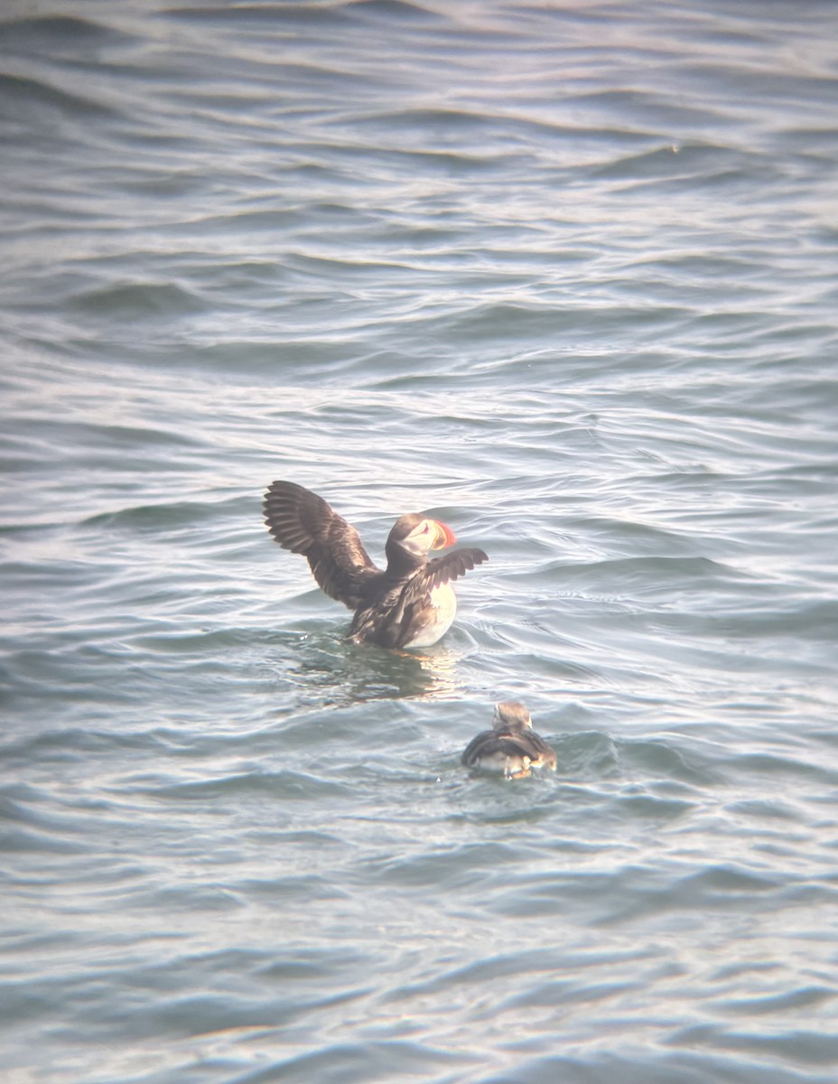Atlantic Puffin - ML640159897
