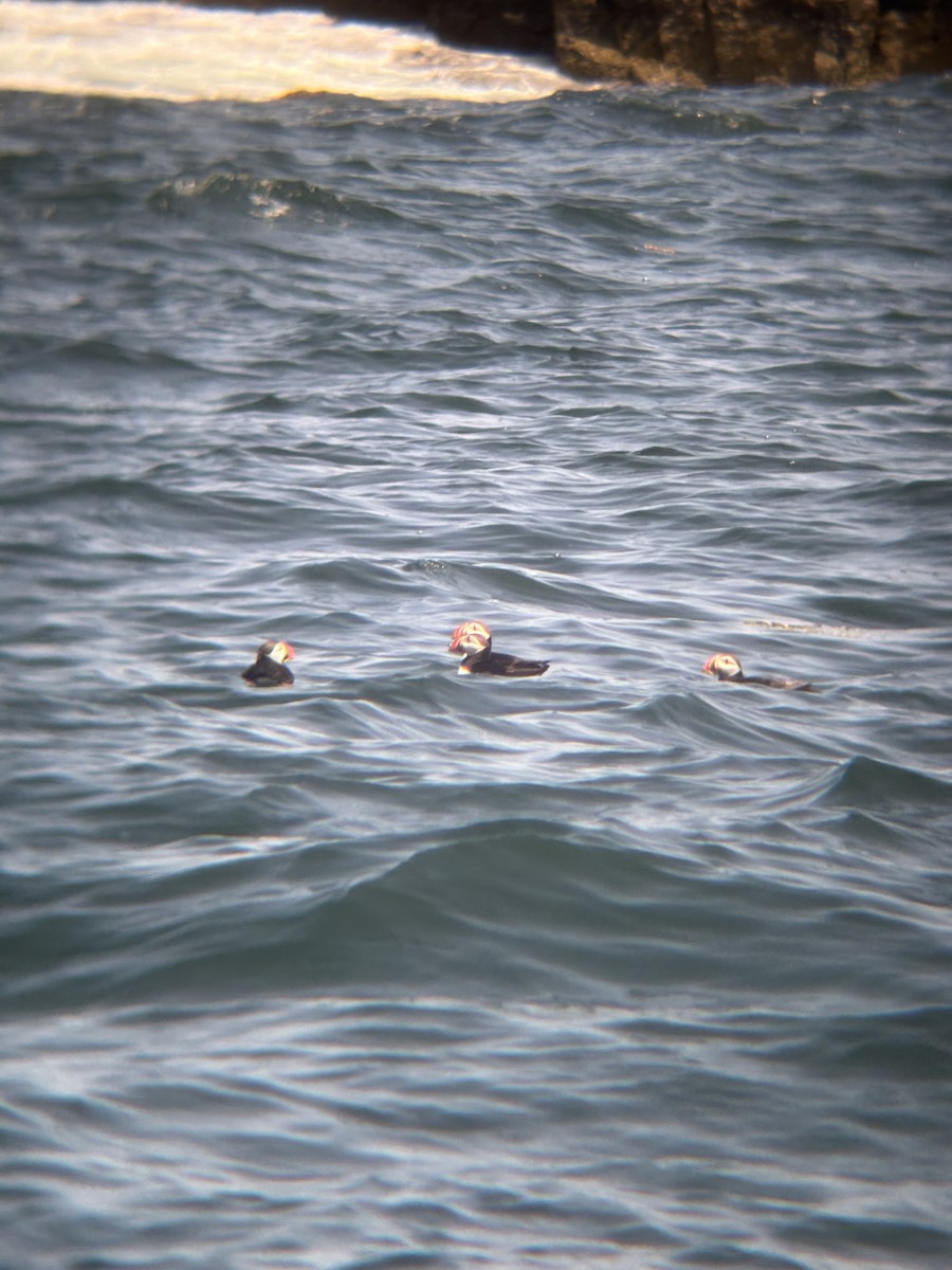 Atlantic Puffin - ML640159898