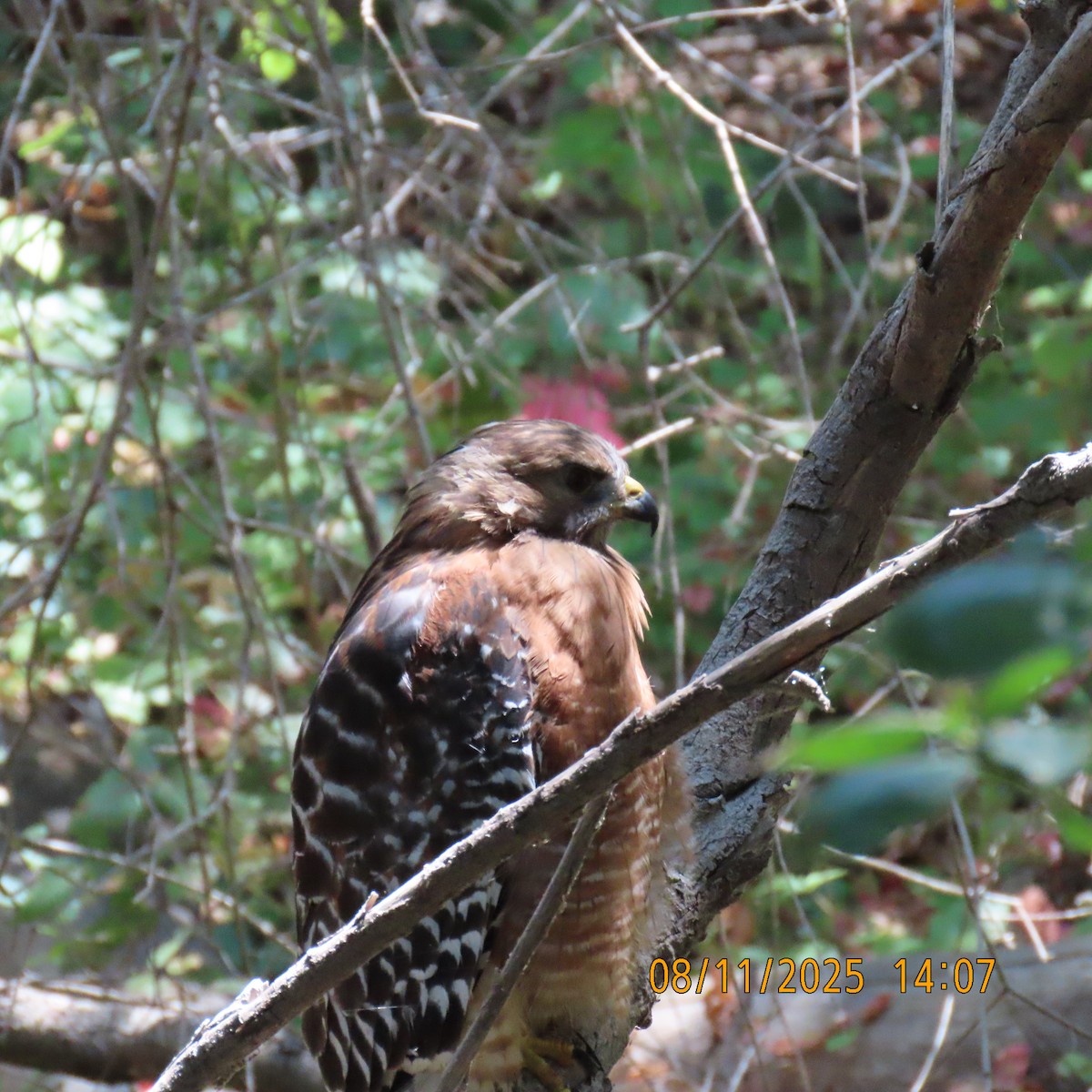 Red-shouldered Hawk - ML640159903
