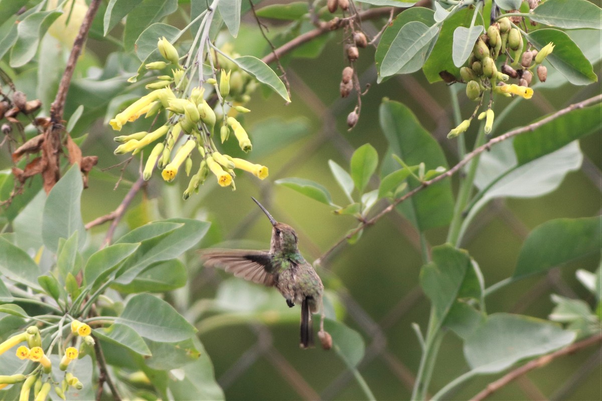 Broad-billed Hummingbird - ML640159909
