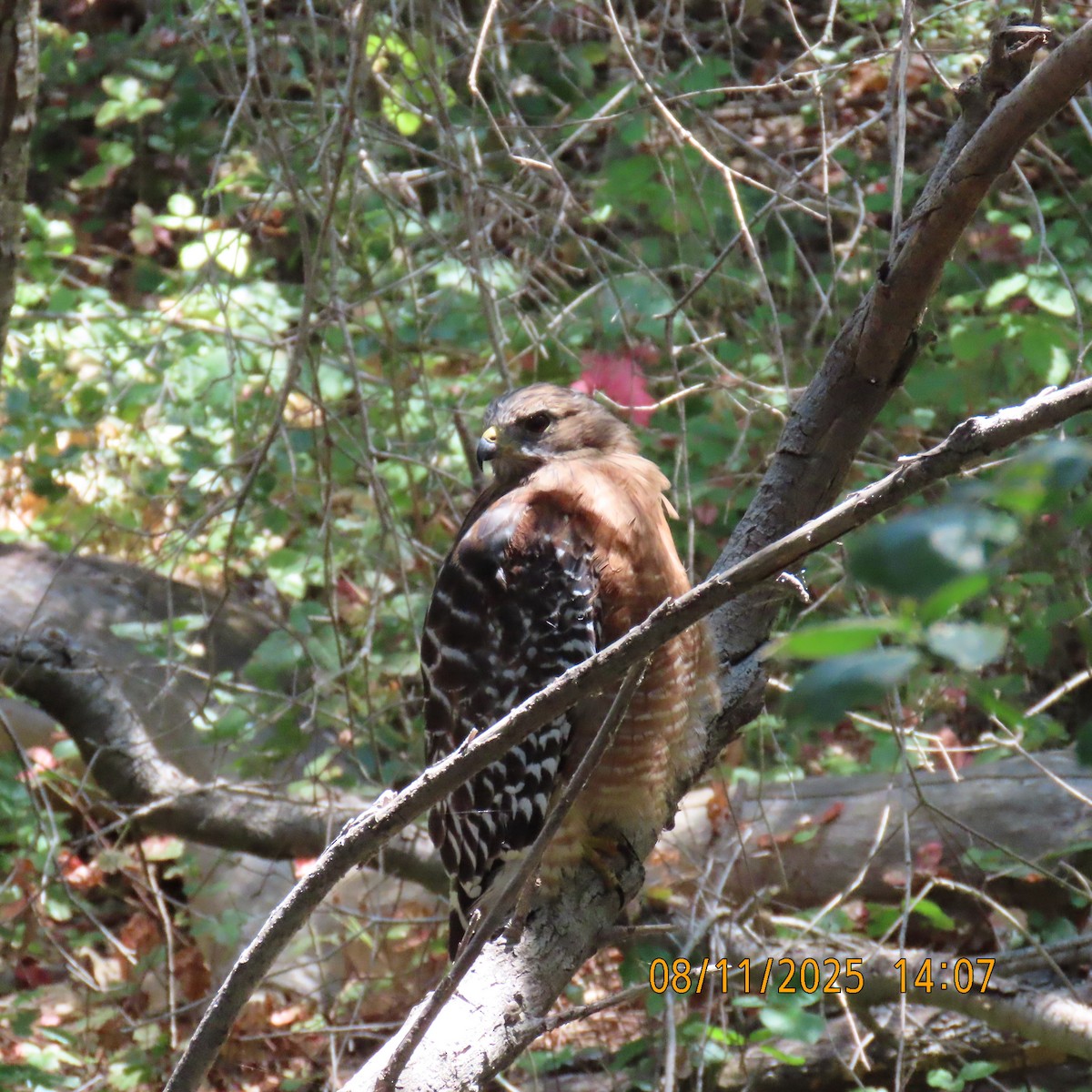 Red-shouldered Hawk - ML640159914