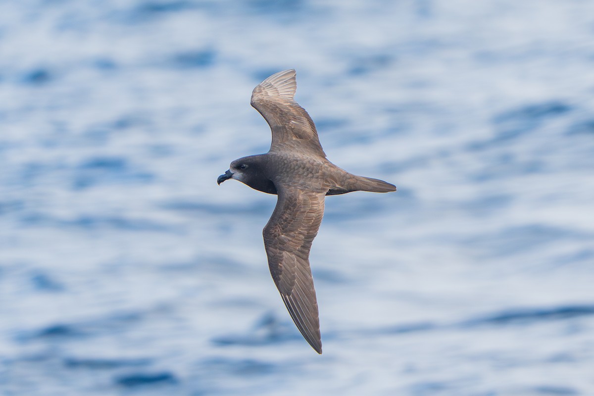 Gray-faced Petrel - ML640159923