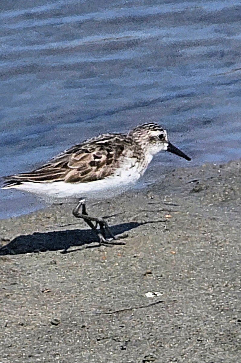 Semipalmated Sandpiper - ML640160023