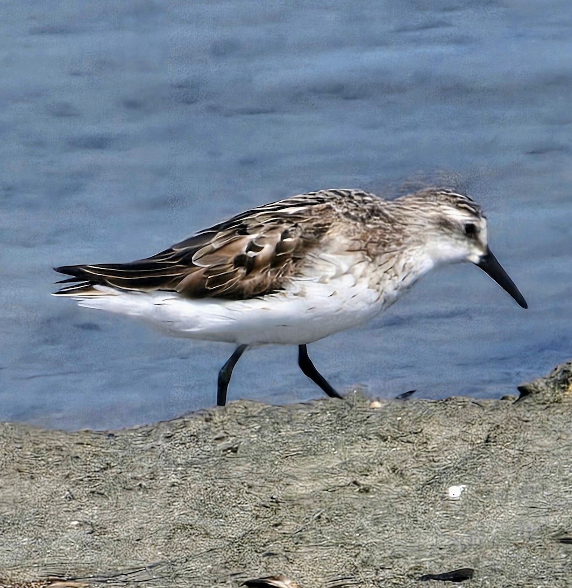 Semipalmated Sandpiper - ML640160024