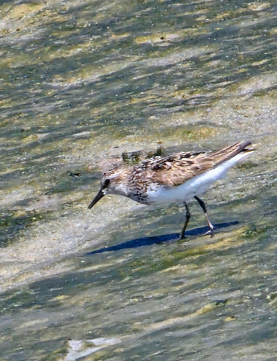 Semipalmated Sandpiper - ML640160025