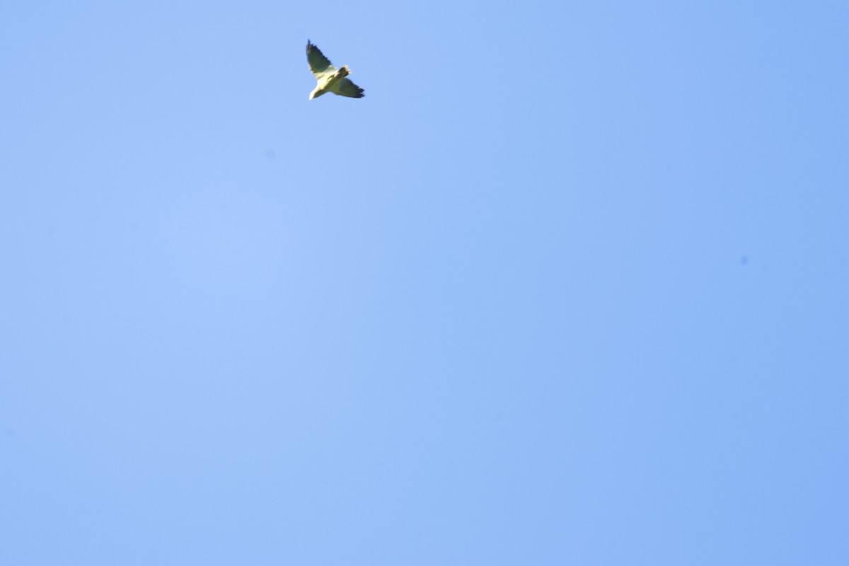 Scaly-naped Amazon - ML640160104