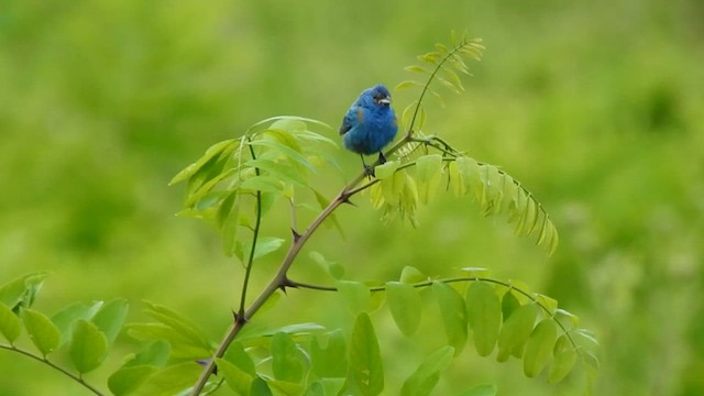 Indigo Bunting - ML640160119