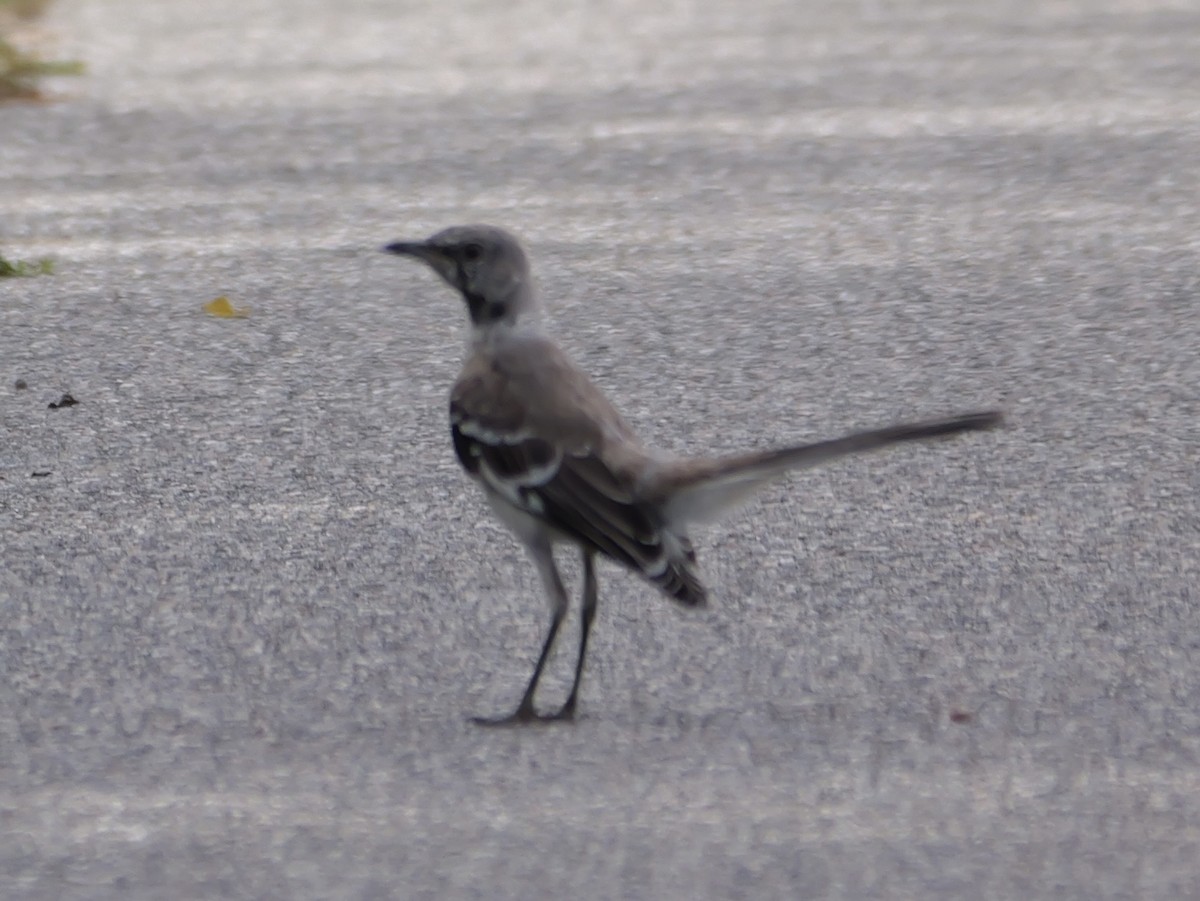 Northern Mockingbird - ML640160121