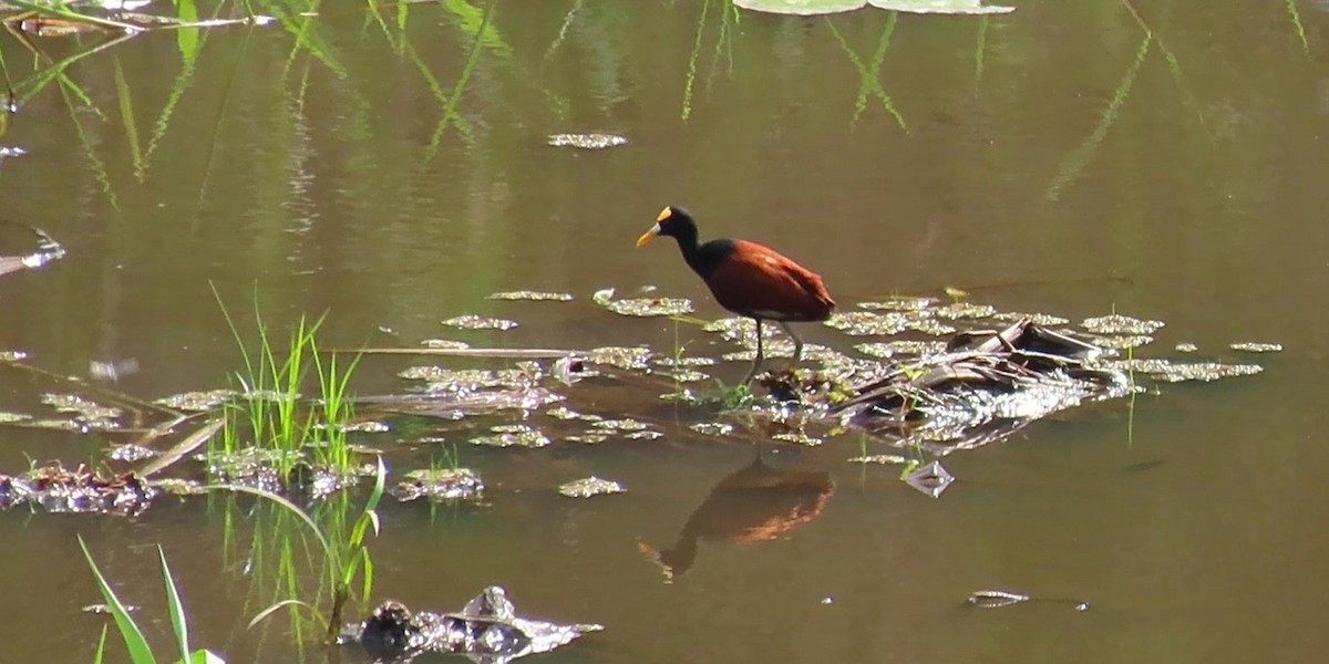Northern Jacana - ML640160193