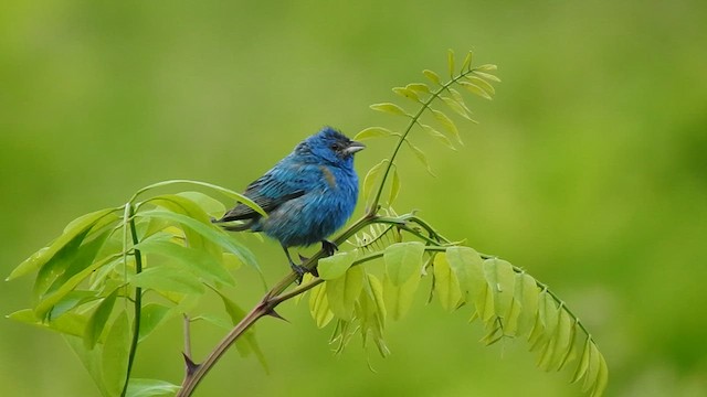 Indigo Bunting - ML640160229