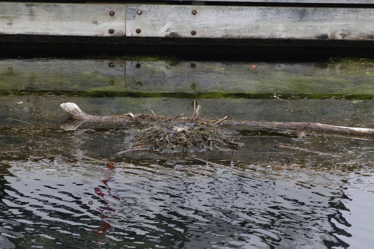 Red-necked Grebe - ML640160369