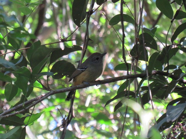 Variable Antshrike - ML640160375