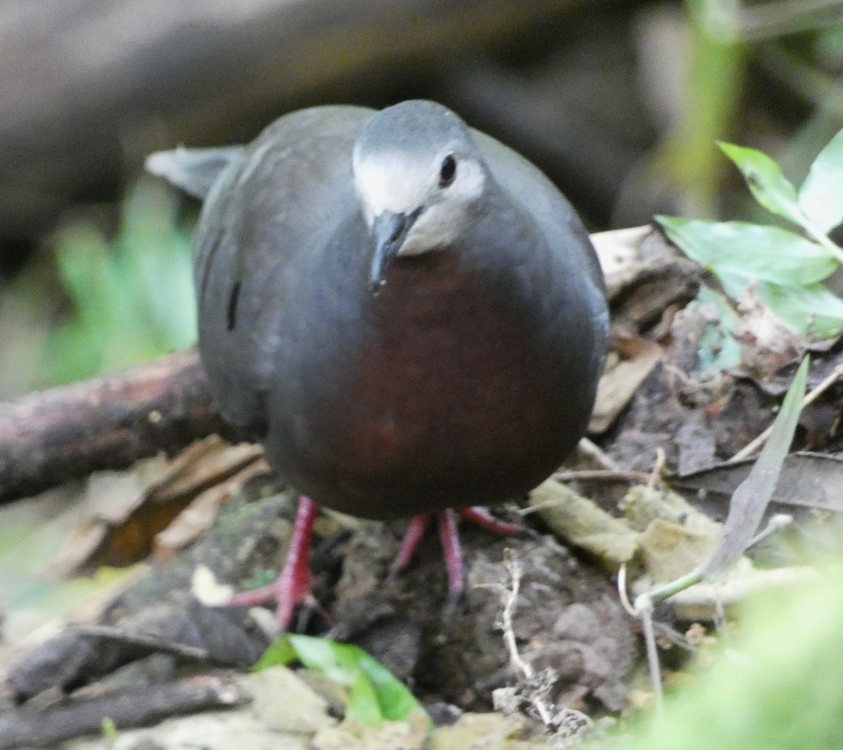 Maroon-chested Ground Dove - ML640160406