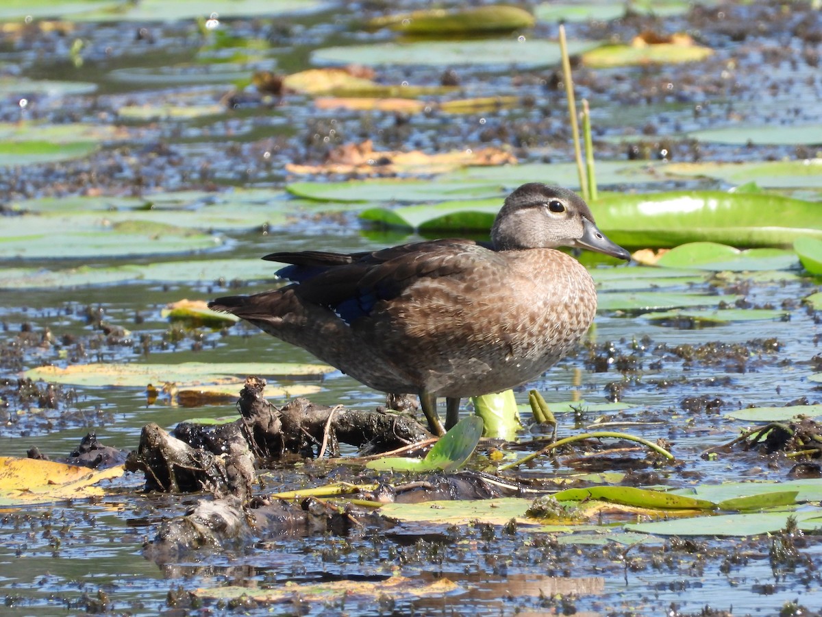 Wood Duck - ML640160415