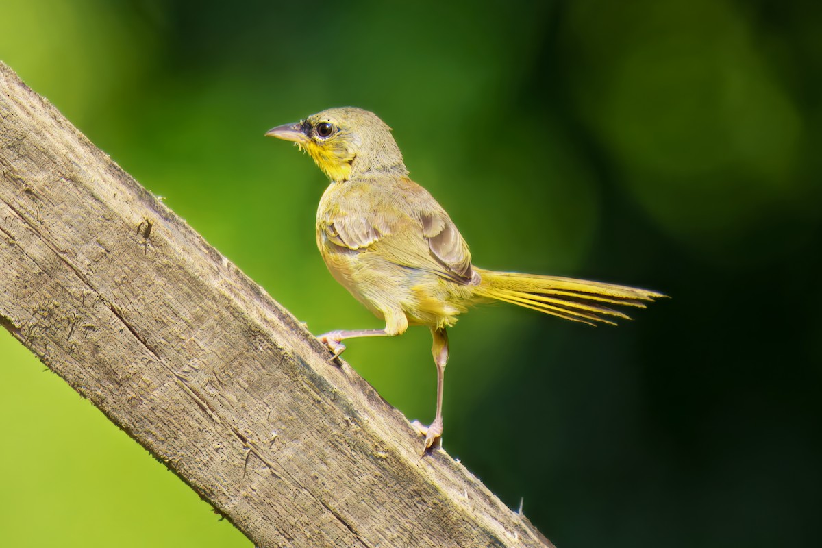 Gray-crowned Yellowthroat - ML640160419