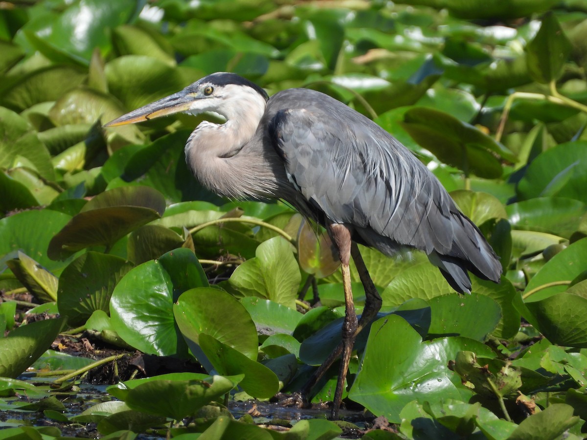 Great Blue Heron - ML640160447