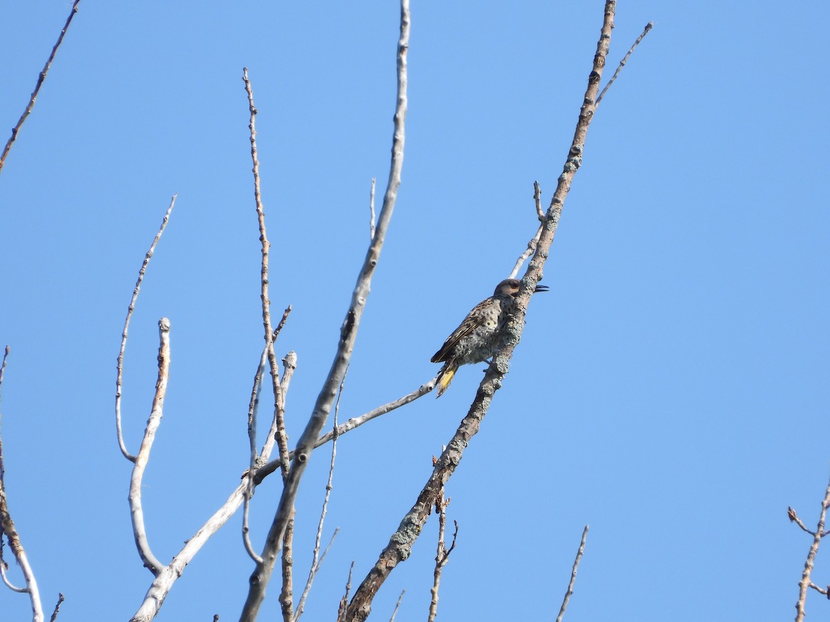 Northern Flicker - ML640160455