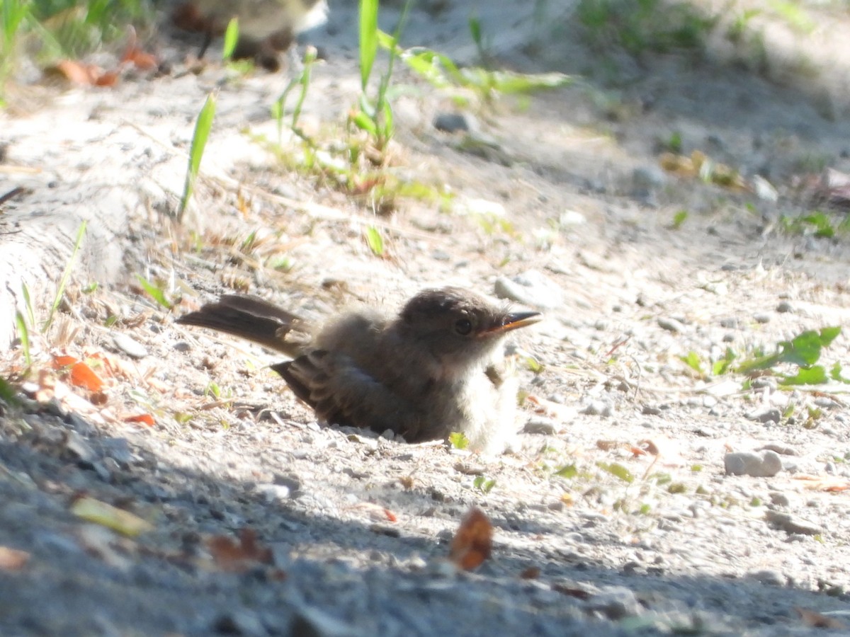 Eastern Phoebe - ML640160502