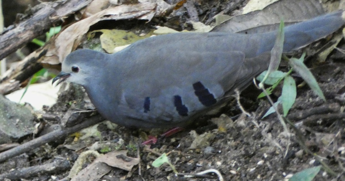 Maroon-chested Ground Dove - ML640160526