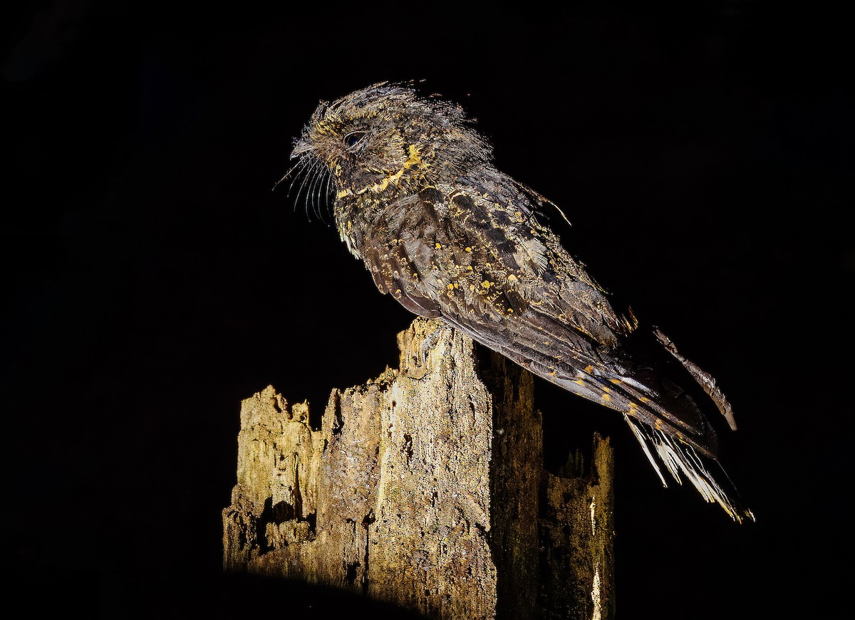 Silky-tailed Nightjar - ML640160547
