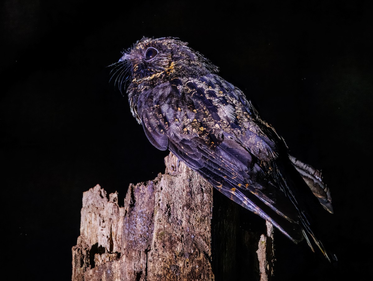 Silky-tailed Nightjar - ML640160548