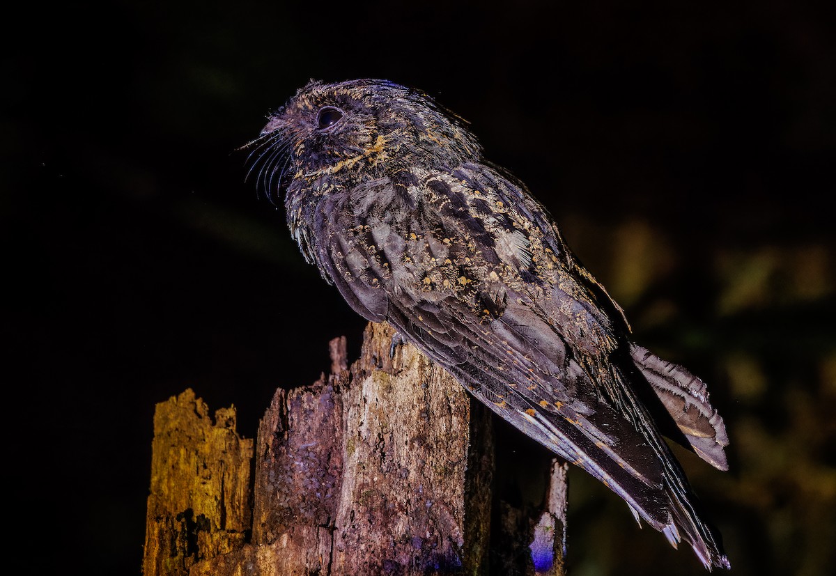 Silky-tailed Nightjar - ML640160549