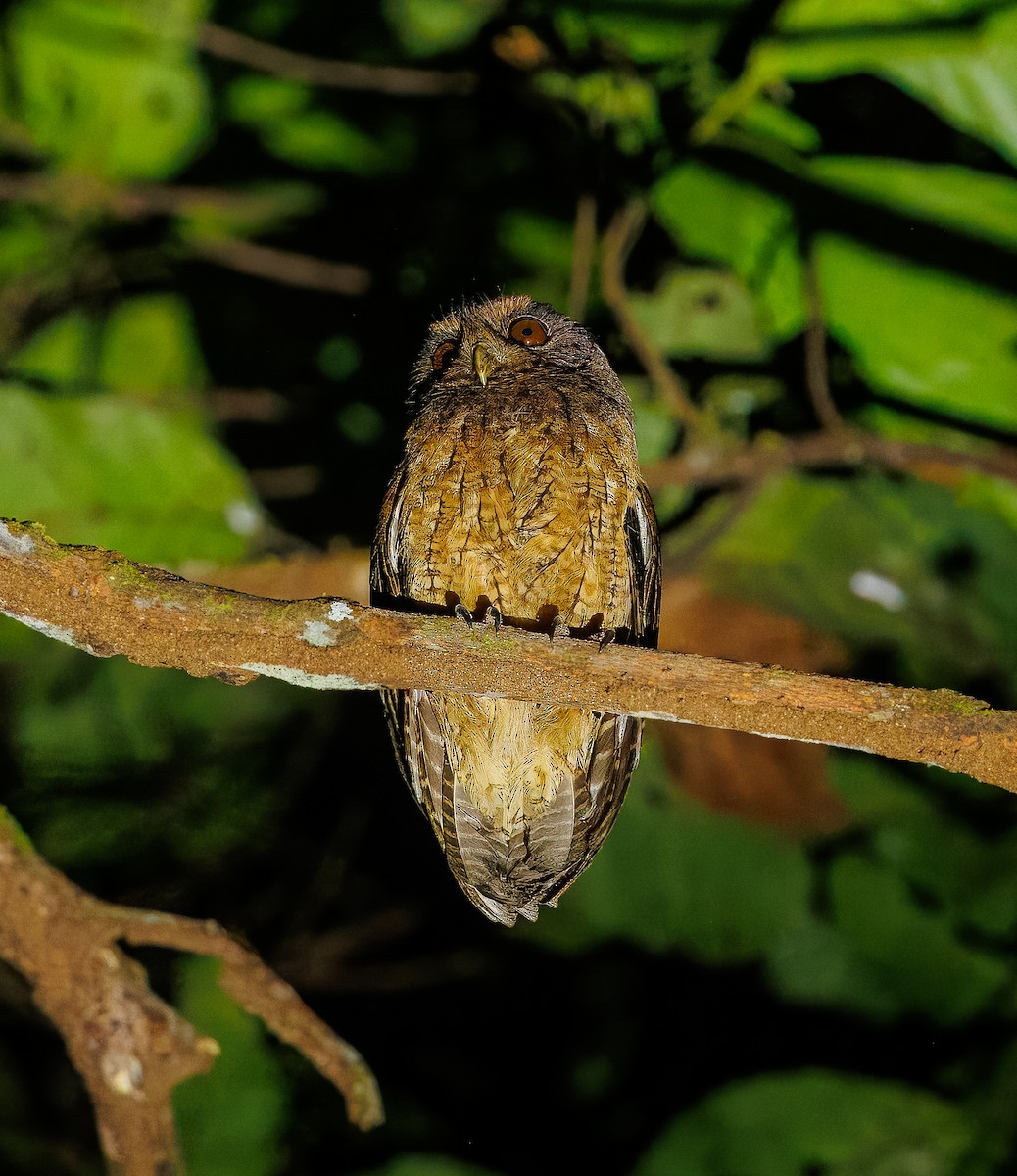 Tawny-bellied Screech-Owl - ML640160606