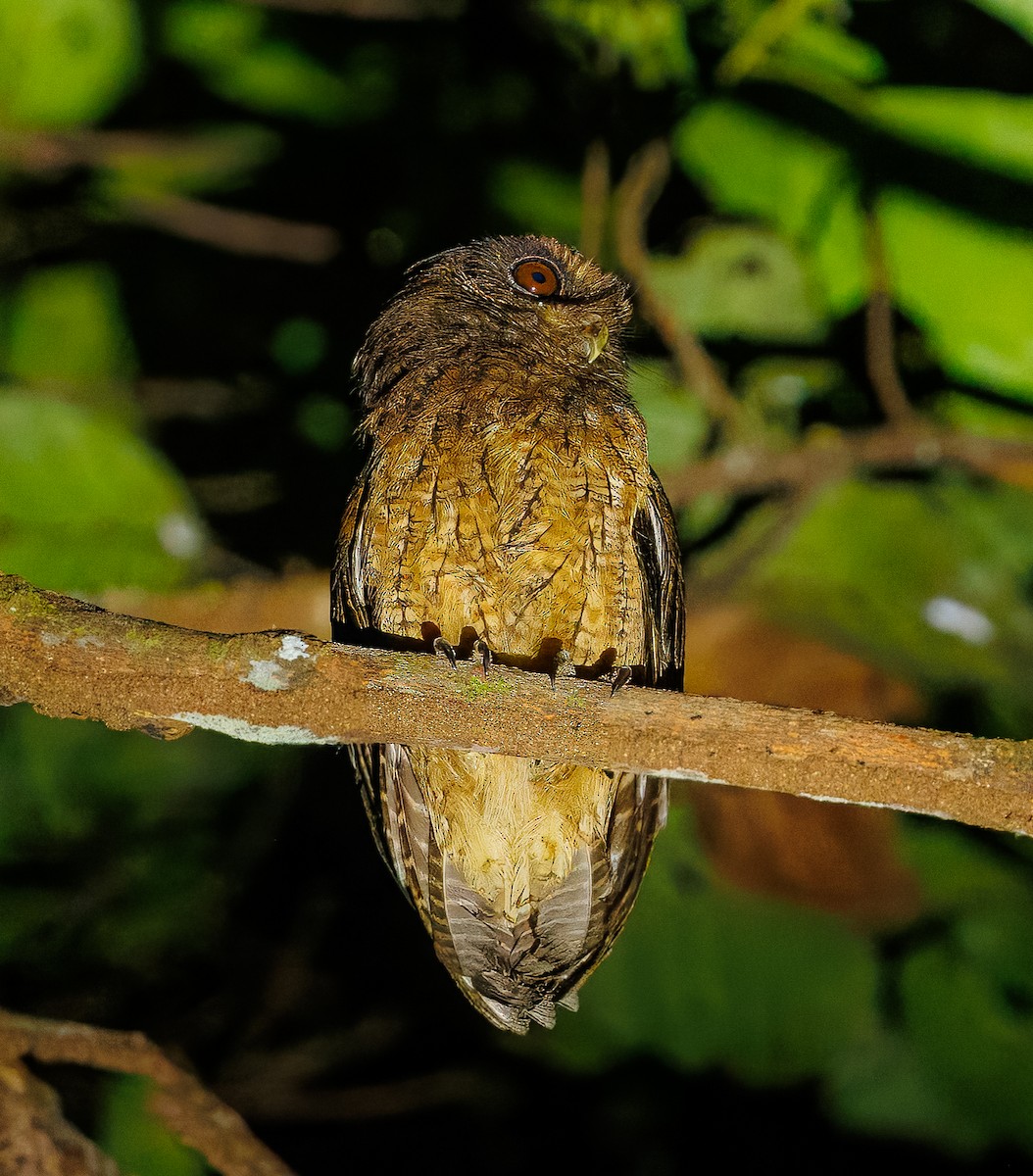 Tawny-bellied Screech-Owl - ML640160607