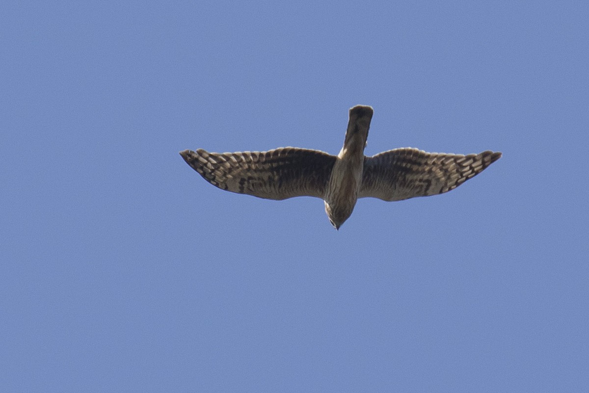 Hen Harrier - ML640160658