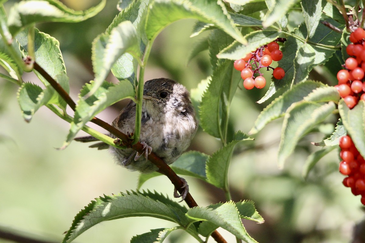 Northern House Wren (Northern) - ML640160662