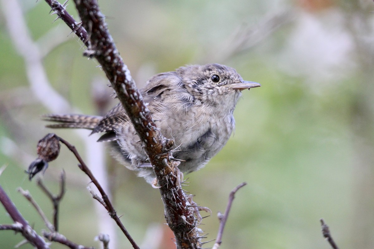 Northern House Wren (Northern) - ML640160664
