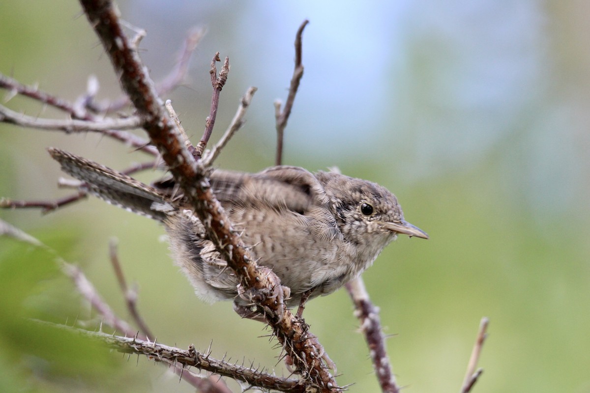 Northern House Wren (Northern) - ML640160665