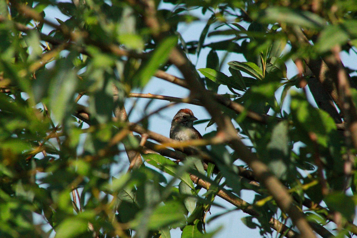 Swamp Sparrow - ML640160676