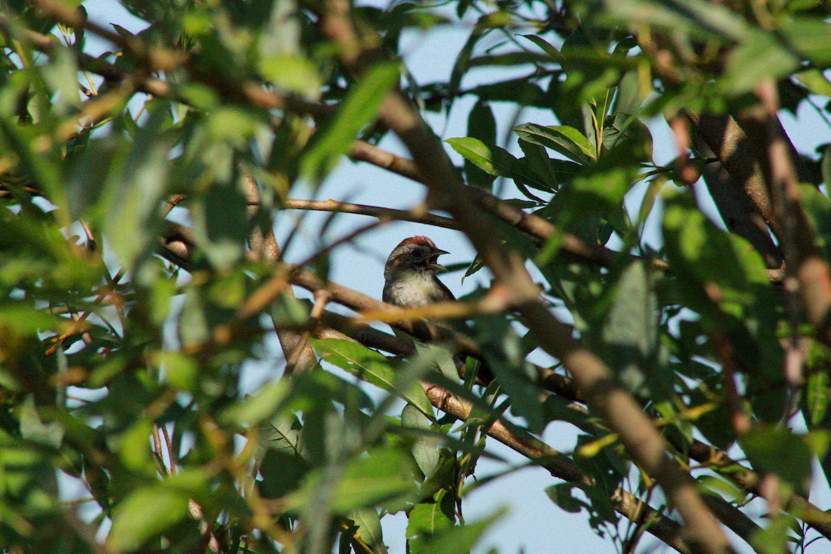 Swamp Sparrow - ML640160677