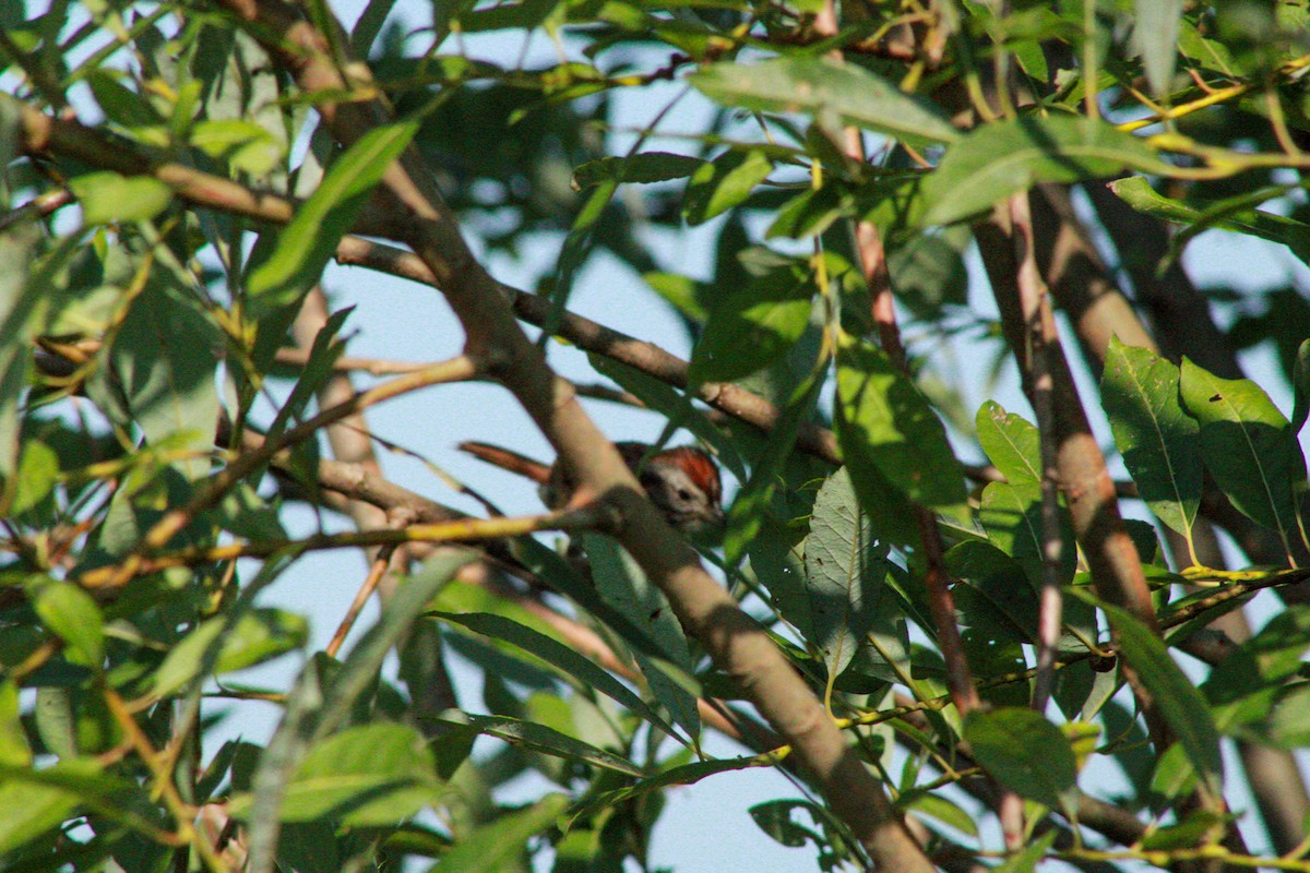 Swamp Sparrow - ML640160686