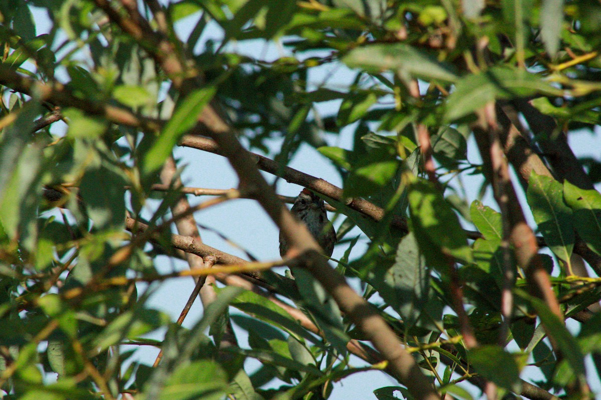 Swamp Sparrow - ML640160687