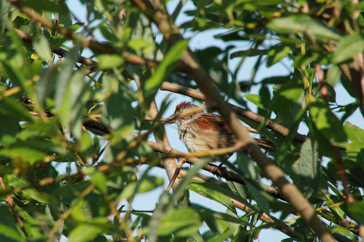 Swamp Sparrow - ML640160688